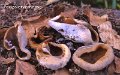 Peziza arvernensis-amf2108